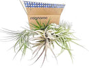 Holiday Hosting Gift Box Jumbo - 12ct - Tillandsia Air Plant Set - Live Arrival Guaranteed - House Plants for Home Decor & Gift by GreenHaven Gardens