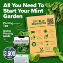 HOME GROWN Premium Common Mint Seeds (Bulk Pack) 3,600 𝗡𝗢𝗡-𝗚𝗠𝗢 𝗨𝗦𝗔 Heirloom Herb Seeds, USA Sourced | Ideal for Planting Outdoors or Indoors for a Fresh Mint Tea Garden (Mentha spp) by GreenHaven Gardens