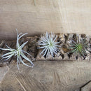 CHIVE Artificial Air Plants — Bulk Set of 5, Small — Ultra Realistic Fake Tillandsia Bromeliad Plants — Decorative Faux Succulents for Home & Office Decor — No Care Needed! by GreenHaven Gardens