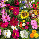 Seed Needs Garden Flower Seeds Large Blooms Mix Hummingbird and Butterfly | 10 Packs (1 Ounce Each) No Filler 7 Varieties Open Pollinated | Resealable Package Live Wild Flower Seed | Bulk by GreenHaven Gardens