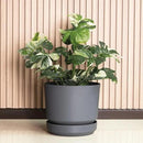 Elly Décor 10 inch Plastic Cylinder Planter Pot with Self-Watering Saucer and Drainage Hole,Lightweight & Extremely Durable, 10"x 10", Gray by CozyNest Decor