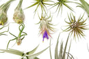 25 Grab Bag Pack Small & Medium Air Plants - Fertilizer Packet - Wholesale - Bulk - Live Tillandsia - Easy Care House Plant - Succulents by GreenHaven Gardens