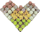 Live Succulents Plants Live Bulk Plant Tray (50 Pack), Bulk Succulents Live Indoor Plants Live Houseplants, Live Plants in Cactus and Succulent Soil Mix, Live Plant Kit Plant Gifts by Plants for Pets by GreenHaven Gardens