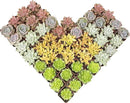 Altman Plants, Live Succulents Plants (50 Pack), Nursery Pots Variety Pack, Bulk Succulents Plants Live Plants Indoor Plants Live House Plants Indoors Live Indoor Plants Live Houseplants Live Indoor by GreenHaven Gardens