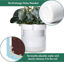 Phoenix Vine 10 Inch Self Watering Planter, White Terracotta Clay Pot with Glass Reservoir for Indoor Plants, Herbs, Flowers, Set of 1, 52-B-I-1 by GreenHaven Gardens