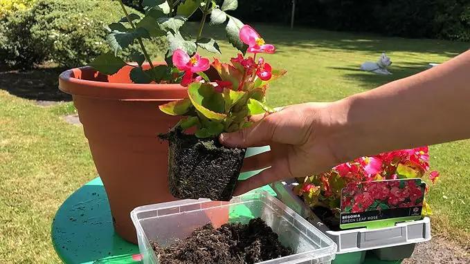Begonia Potting Mix - Unlock Robust Growth and Enchanting Blossoms with Our High-Performance Formula - 20 Quart, photo 3 of 3