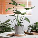 8 Inch Plant Pot: Ceramic Planter with Drainage Hole & Saucer - Cylinder Flowerpot for Indoor & Outdoor Plants - with Separate Tray for Home & Office - Striped Design by GreenHaven Gardens