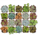 Altman Plants, Live Succulent Plants (20 Pack) Assorted Potted Succulents Plants Live House Plants in Cacti and Succulent Soil Mix, Cactus Plants Live Indoor Plants Live Houseplants in Planter Pots by GreenHaven Gardens