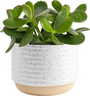 Costa Farms Succulent Live Plant, Jade Plant, Potted in Modern Decor Planter with Potting Soil Mix, Beautiful Room or Office Decor, Housewarming, Birthday Gift, 6-Inches Tall by GreenHaven Gardens