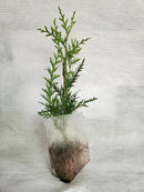 Thuja Green Giant Arborvitae Lot of 30 Each in a Protective Pouch 12-15 inches Tall by GreenHaven Gardens