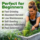 HOME GROWN 𝗨𝗦𝗔 𝗣𝗥𝗘𝗠𝗜𝗨𝗠 Dill Seeds for Planting 1,014 Bouquet Dill Seeds 𝗡𝗢𝗡-𝗚𝗠𝗢 and Heirloom Herb Seeds for Planting Outdoors, Grow Your Fragrant Dill Herb Garden (Anethum graveolens) by GreenHaven Gardens
