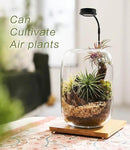 Terrarium Kit/Supplies Terrarium Plants Set with Grow Light, for Succulents Miniature Gardening, Include Terrarium jar Tool Set Live Moss Rocks Soil Driftwood and Decor, for Plant Lovers by GreenHaven Gardens
