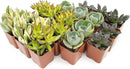 Succulents Plants Live (20PK) Potted Succulent Plants Live House Plants, Cactus Plants Live Plants Indoor Plants Live Houseplants, Indoor Plant Succulents Live Plant House Plant by Plants for Pets by GreenHaven Gardens
