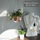 SCANDINORDICA Disco Ball Planter – Value Package: Mirror Disco Planter with Chain, Macrame Hanger and Acrylic Stand for Desk, Includes Self Watering Insert, Quirky Gifts | 6 inch Rose Gold by GreenHaven Gardens