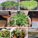 Buckwheat Seeds - 1 Lb ~15,000 Seeds - Organic, Non-GMO, Whole (Shell On) - Grow Buck Wheat Microgreens by GreenHaven Gardens