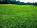 Lawnifi Santee Centipede Grass Seeds for Lawn, 2 lbs Covers 4,000 Sq Ft by GreenHaven Gardens