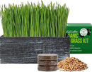 The Cat Ladies Cat Grass Kit with Black Rustic Wooden Planter, Organic Cat Grass Seeds and Soil. Easy to Grow Cat Grass for Indoor Cats. Prevent Hairballs and Aid Digestion by GreenHaven Gardens