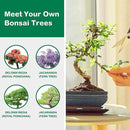 Bonsai Tree Kit, Bonsai Starter Kit for Growing Bonsai Plants with Tools, Grow Bonsai Tree Live Indoor, Garden Crafts Hobby Kits, Unique DIY Gardening Gifts for Men Women Mother by GreenHaven Gardens