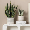 8 Inch Plant Pot: Ceramic Planter with Drainage Hole & Saucer - Cream White Flowerpot for Indoor & Outdoor Plants - with Separate Tray for Home & Office - Wave Embossed Design by GreenHaven Gardens