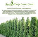Thuja Green Giant Arborvitae Lot of 20, 3 Inch Pot by GreenHaven Gardens