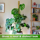 DUSPRO 59 Inches Non-Bendable Pole for Big Plants, Large Moss Pole for Plants Monstera, Plant Stakes for Indoor Plants, Monstera Plant Support, Plant Pole for Big Climbing Plants Indoor (1pc., 59'') by GreenHaven Gardens