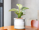 Phoenix Vine 6 Inch Self Watering Planter Pot, Design White Terracotta Pot for Plants, Indoor Cylinder Terra Cotta Pot with Glass Vase, Set of 1, 51-B-F-1 by GreenHaven Gardens