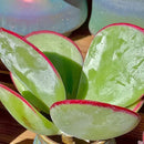 FWPP Live Succulents Plants Echeveria 'White Eyebrow' 3.5 inches,Rare Green Succulents Bare Root Without Pot Soil, Live Plants Indoor Office Decoration Wedding and Gift by GreenHaven Gardens