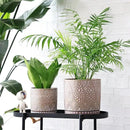 8 Inch + 6 Inch Plant Pot with Drainage Holes and Saucers, Indoor Ceramic Planter for Plants Succulent Orchid Flower Pots by CozyNest Decor