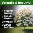 HOME GROWN 𝗨𝗦𝗔 53 White Lilac Flower Seeds Non-GMO, Heirloom Tree Seeds for Planting, Fragrant Flowering Tree Seeds for Landscaping, Pollinator Gardens, and Ornamental Borders (Syringa reticulata) by GreenHaven Gardens