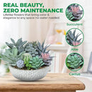 Premium Assorted Artificial Succulent Collection - Large Real Touch Artificial Cactus, Aloe Vera & Succulent Plants Artificial with Pots for Home Office Indoor (Artificial Glass - Pot) by CozyNest Decor