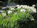 Getty White Agapanthus | 3 Live Plants | Agapanthus africanus ‘Getty White’ | Perennial Flowering Plants | Drought Tolerant Plants for Landscaping by GreenHaven Gardens