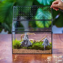 NCYP House Shape Glass Terrarium with Acrylic Lid - 10.2x5.9x8.2 Inches Large Geometric Box for Snails, Ferns, Succulents, Air Plants, Indoor Tabletop Decor, Handmade (Terrarium Only) by CozyNest Decor