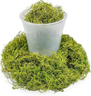 Premium Spanish Moss in Spring Green| Natural Preserved - Great Ground Cover - Filler for Potted Plants - by GARDENERA - 2 Quart Bag by GreenHaven Gardens