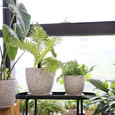 8 Inch + 6 Inch Retro Ceramic Planter Set of 2 with Drainage Hole and Saucer for Multiple Plants, Indoor-Outdoor Garden Pots for Succulent, Orchid, and Flower (Retro White) by CozyNest Decor