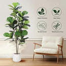 Artificial Fiddle Leaf Tree, 5ft Faux Plant Fake Ficus Lyrata Silk Trees with White Planter, Artificial Fig Trees Floor Plants for House Office Living Room Indoor Home Decor, Housewarming Gift by CozyNest Decor