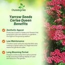 Outsidepride Cerise Queen Yarrow Seeds – 10000 Pcs. Perennial, Versatile, Clump-Forming, & Drought Tolerant Flower Seeds for Planting Fragrant & Vibrant Blooms, Ideal for Pollinator Gardens by GreenHaven Gardens