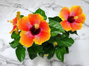 Fiesta Hibiscus Bush - Live Hibiscus Flowering Plant - Tropical Flower Plant - 1 Gallon Planter - Overall Height 10" to 14" - Tropical Plants of Florida (Plant Only) by GreenHaven Gardens
