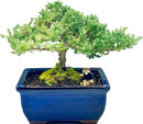 Live Dwarf Juniper Bonsai Tree 7 Year Old | Juniper or Jade Bonsai Tree | Indoor/Outdoor | 100% Handcrafted| Home and Office Décor | Best Gift for Holiday by GreenHaven Gardens