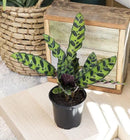 Calathea Prayer Plants Live House Plants Kit (4 PK), Calathea Plant Live Indoor Plants Live Houseplants, Live House Plants Indoors Live Plants Indoor, Live Indoor House Plants Live by Plants for Pets by GreenHaven Gardens