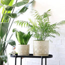 8 Inch + 6 Inch Indoor Plant Pot with Drainage Holes and Saucers, Ceramic Planter for Plants, Succulent Orchid Flower Pots by CozyNest Decor