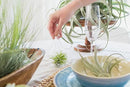 12 Pack Air Plants Red Abdita Tillandsia - Medium Air Plants Live Variety Pack - Live Succulent House Plant - Home Holders and Garden Decor - Easy Care Indoor and Outdoor Plants by GreenHaven Gardens