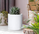 D'vine Dev 6 Pack 4 Inch Modern Plastic Plant Pots, Small Garden Planters for Plant with Drainage Holes and Saucers, White Color, 74-Z-E-3 by GreenHaven Gardens