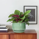 G EPGardening Ceramic Pots for Plants - 6 Inch Plant Pot with Drainage Hole and Saucer, Modern Ceramic Planter for Indoor Outdoor, Round Flower Planter, Gifts for Plants Lovers, Home Decor, Green by GreenHaven Gardens
