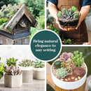 Shop Succulents Mixed Succulent Plant Pack 2" Grow Pot Pack of 12 by GreenHaven Gardens