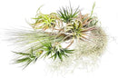 Holiday Hosting Gift Box Giant - 13ct -Tillandsia Air Plant Set - Live Arrival Guaranteed - House Plants for Home Decor & Gift by GreenHaven Gardens