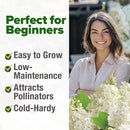HOME GROWN 𝗨𝗦𝗔 53 White Lilac Flower Seeds Non-GMO, Heirloom Tree Seeds for Planting, Fragrant Flowering Tree Seeds for Landscaping, Pollinator Gardens, and Ornamental Borders (Syringa reticulata) by GreenHaven Gardens