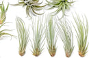 50 Pack of Classic Air Plants Variety - Live Succulent House Plants - Available in Wholesale and Bulk - Home and Garden Decor - Easy Care Indoor/Outdoor Air Plant by GreenHaven Gardens