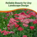 Outsidepride Cerise Queen Yarrow Seeds – 10000 Pcs. Perennial, Versatile, Clump-Forming, & Drought Tolerant Flower Seeds for Planting Fragrant & Vibrant Blooms, Ideal for Pollinator Gardens by GreenHaven Gardens