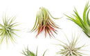 5 Pack Air Plants Assorted Tillandsia Ionantha - Live Succulent House Plants - Available in Wholesale and Bulk - Home and Garden Decor - Easy Care Indoor and Outdoor Plants by GreenHaven Gardens