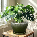 10 Inch Planter Pot - Ceramic Pots for Plants with Drainage Hole and Saucer, Round Large Flower Pot for Indoor Plants, Dark Green by GreenHaven Gardens
